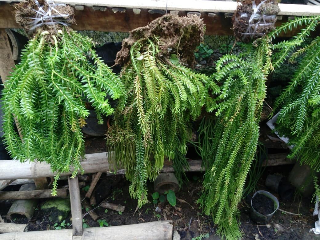 Lycopodium carinatum.jpg